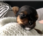 Small Photo #6 Yorkshire Terrier Puppy For Sale in SEYMOUR, IN, USA