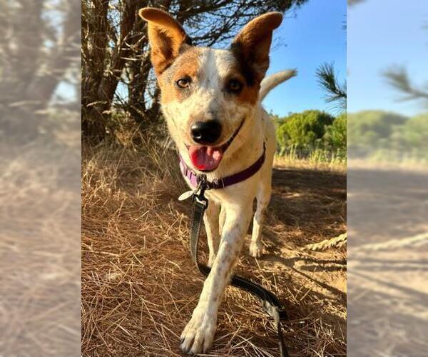 Medium Photo #1 Texas Heeler Puppy For Sale in Santa Maria, CA, USA