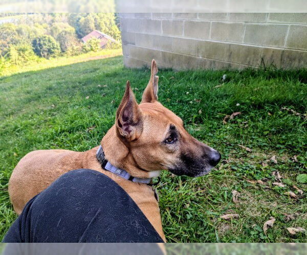 Medium Photo #12 German Shepherd Dog-Saluki Mix Puppy For Sale in Sebec, ME, USA