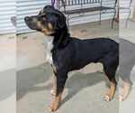 Small #3 Rottweiler Mix
