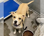 Small American Staffordshire Terrier Mix