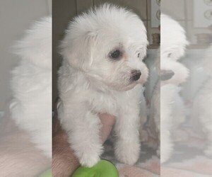 Maltese Puppy for sale in BEATRICE, NE, USA
