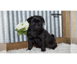 Pug Puppy for Sale in CLARE, Michigan USA