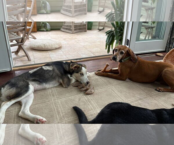 Medium Photo #14 Huskies -Unknown Mix Puppy For Sale in Boonton, NJ, USA