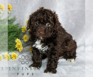 Poovanese Puppy for sale in NEWMANSTOWN, PA, USA