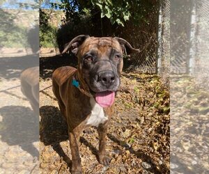 Boxer-Mastiff Mix Dogs for adoption in Hollister, CA, USA
