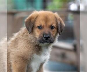 Bernese Mountain Dog-Unknown Mix Dogs for adoption in San Diego, CA, USA