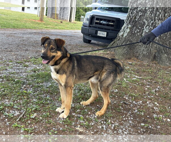 Medium Photo #3 Mutt Puppy For Sale in Rustburg, VA, USA