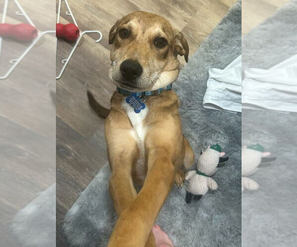 Medium Photo #4 Mutt Puppy For Sale in Springdale, PA, USA