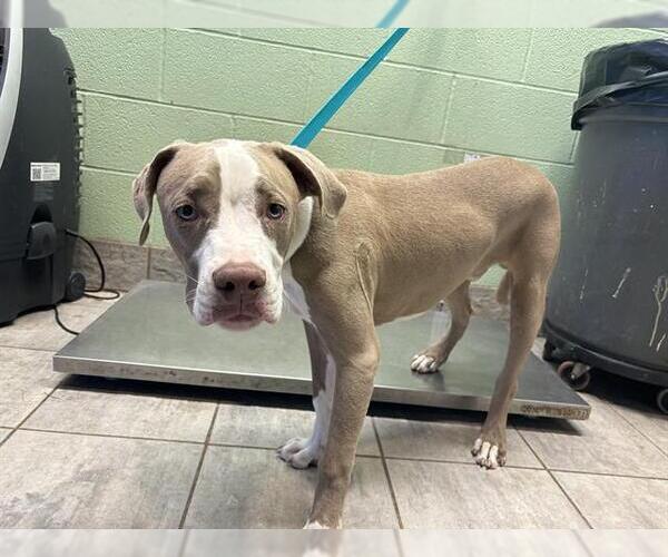 Medium Photo #1 American Staffordshire Terrier-Unknown Mix Puppy For Sale in Grand Prairie, TX, USA