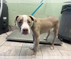 American Staffordshire Terrier-Unknown Mix Dogs for adoption in Grand Prairie, TX, USA