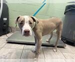 Small American Staffordshire Terrier Mix