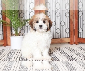 Havanese Puppy for sale in NAPLES, FL, USA