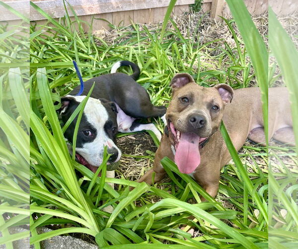 Medium Photo #3 American Pit Bull Terrier Puppy For Sale in Techny, IL, USA