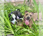 Small #2 American Pit Bull Terrier