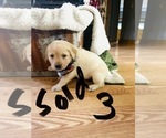 Small Photo #19 Labrador Retriever Puppy For Sale in LINDEN, MI, USA