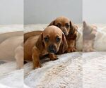 Small Photo #6 Dachshund Puppy For Sale in SAN DIEGO, CA, USA