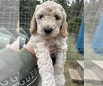 Puppy Teddy Goldendoodle