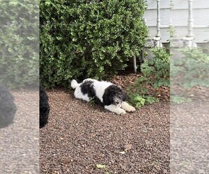 Medium Poodle (Standard)