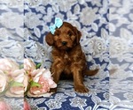 Small Photo #3 Goldendoodle-Poodle (Miniature) Mix Puppy For Sale in LINCOLN UNIVERSITY, PA, USA