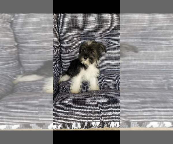 Medium Photo #7 Schnauzer (Miniature) Puppy For Sale in BLOUNTSTOWN, FL, USA