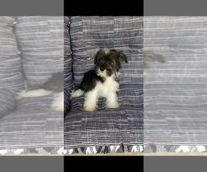 Medium Schnauzer (Miniature)