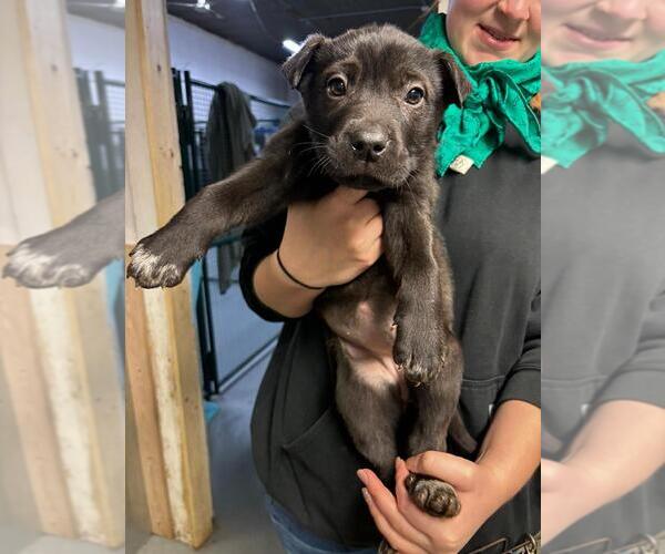 Medium Photo #1 American Pit Bull Terrier-Unknown Mix Puppy For Sale in Calgary, Alberta, Canada