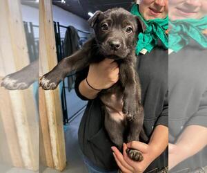 American Pit Bull Terrier-Unknown Mix Dogs for adoption in Calgary, Alberta, Canada