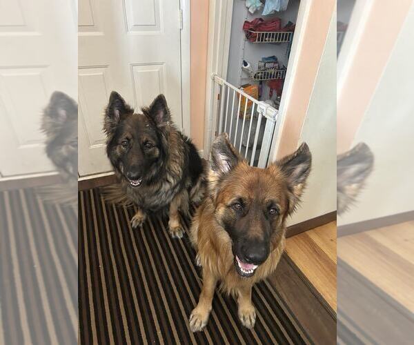 Medium Photo #17 German Shepherd Dog Puppy For Sale in LA FAYETTE, NY, USA