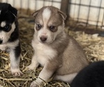 Small #3 Siberian Husky