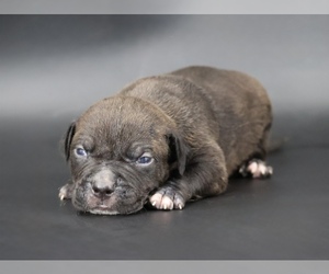 American Bully Puppy for sale in CHAMPAIGN, IL, USA