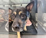 Small #1 Bulldog-German Shepherd Dog Mix