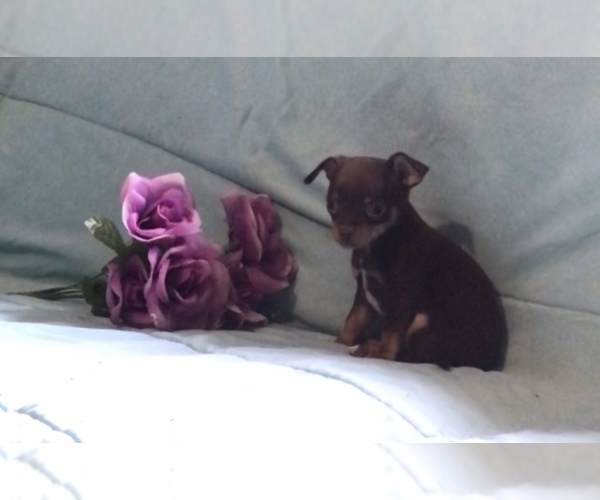 Medium Photo #5 Chihuahua Puppy For Sale in BLACKSTONE, VA, USA