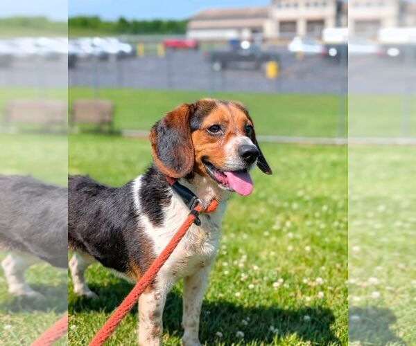 Medium Photo #2 Beagle Puppy For Sale in Rootstown, OH, USA