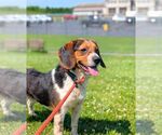 Small #1 Beagle