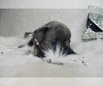 Small Photo #10 French Bulldog Puppy For Sale in HAYWARD, CA, USA