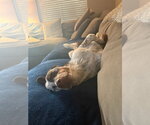 Small #3 Border-Aussie