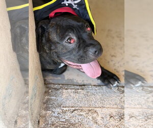 Mastiff Dogs for adoption in Goodyear, AZ, USA