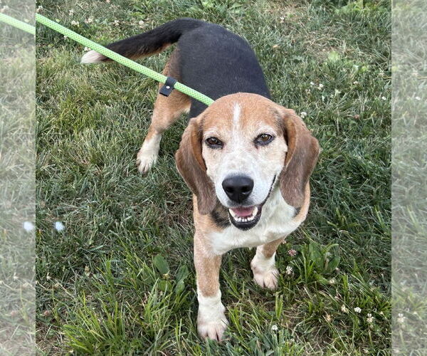 Medium Photo #1 Bagle Hound Puppy For Sale in Batavia, OH, USA