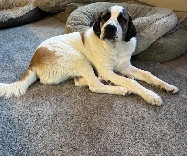 Medium Photo #1 Great Pyrenees-Saint Bernard Mix Puppy For Sale in WARREN, MI, USA