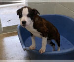 Small Mutt