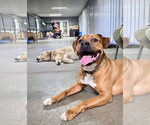 Medium Photo #1 Boxer-Unknown Mix Puppy For Sale in Germantown, OH, USA