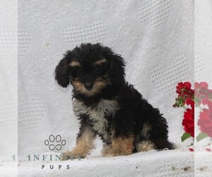 Cavachon Puppy for sale in RISING SUN, MD, USA