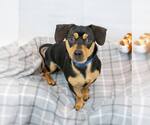 Small #5 Chiweenie