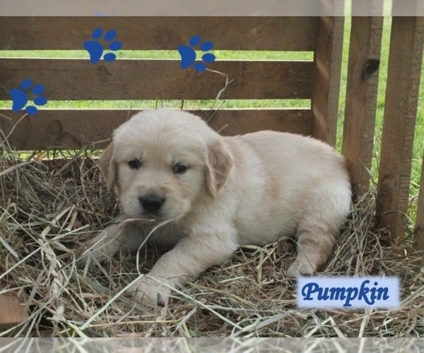 Medium Photo #4 Golden Retriever Puppy For Sale in REBERSBURG, PA, USA