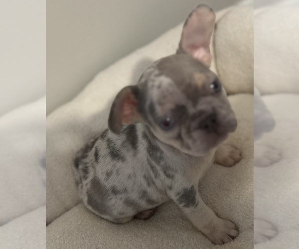 Medium Photo #1 French Bulldog Puppy For Sale in TUCKER, GA, USA