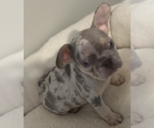French Bulldog Puppy for sale in TUCKER, GA, USA