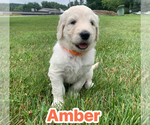 Small #11 Goldendoodle