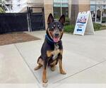Small Australian Kelpie-Siberian Husky Mix