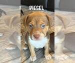 Small #1 Mutt